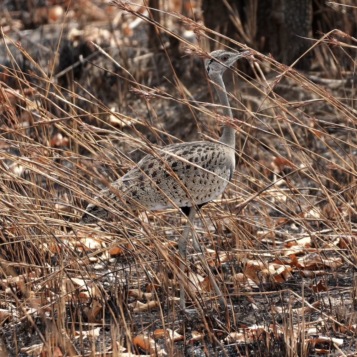 Black-bellied Bustard - ML643080852