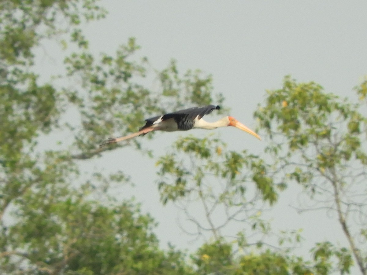 Painted Stork - ML643080856