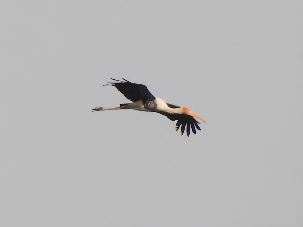 Painted Stork - ML643080857