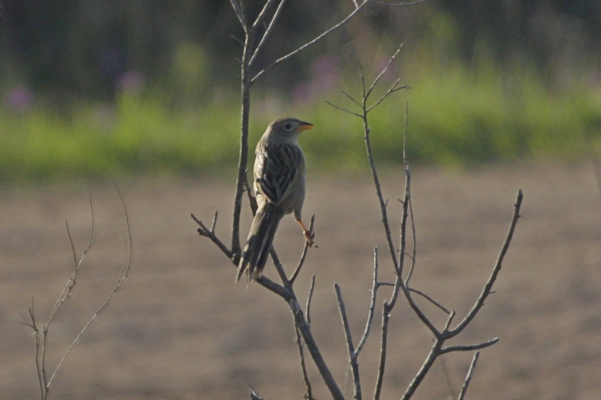 Wedge-tailed Grass-Finch - ML643080861