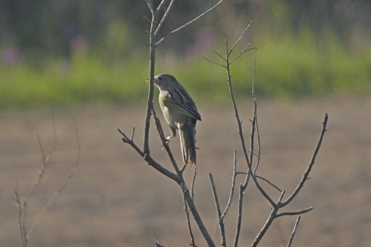 Wedge-tailed Grass-Finch - ML643080862