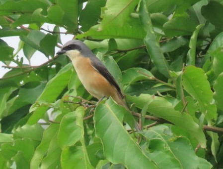 Gray-backed Shrike - ML643080892