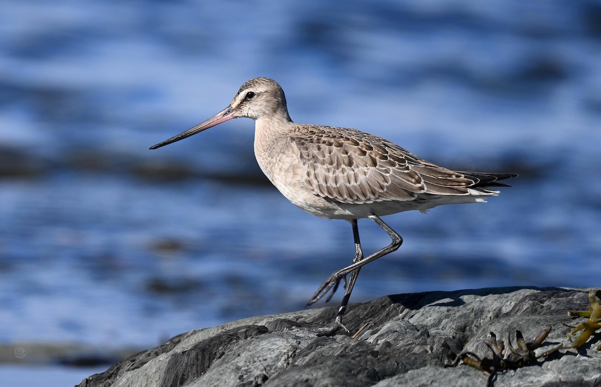 Hudsonian Godwit - ML643080902