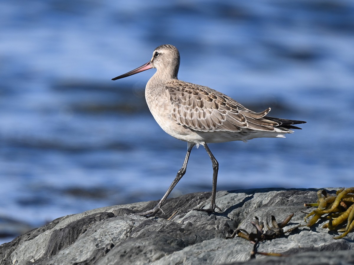 Hudsonian Godwit - ML643080905