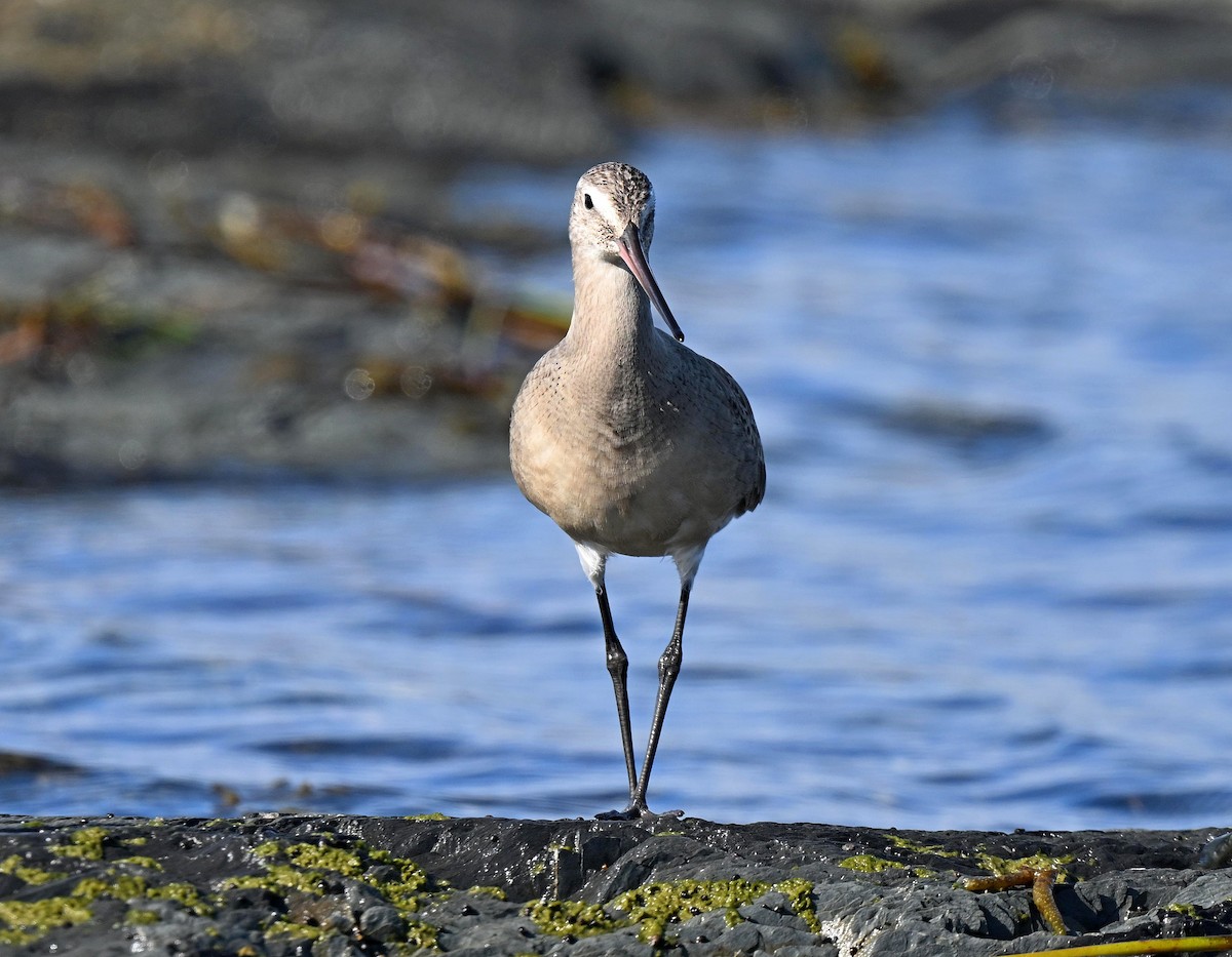 Hudsonian Godwit - ML643080918