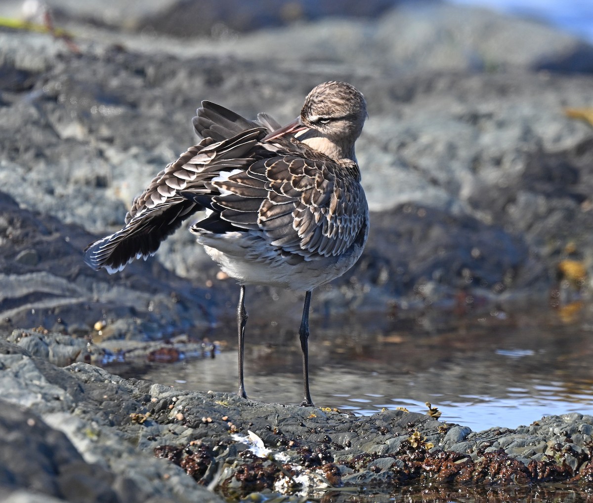 Hudsonian Godwit - ML643080925