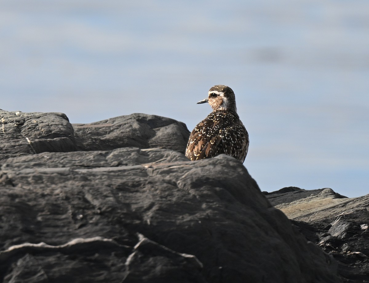American Golden-Plover - ML643080929