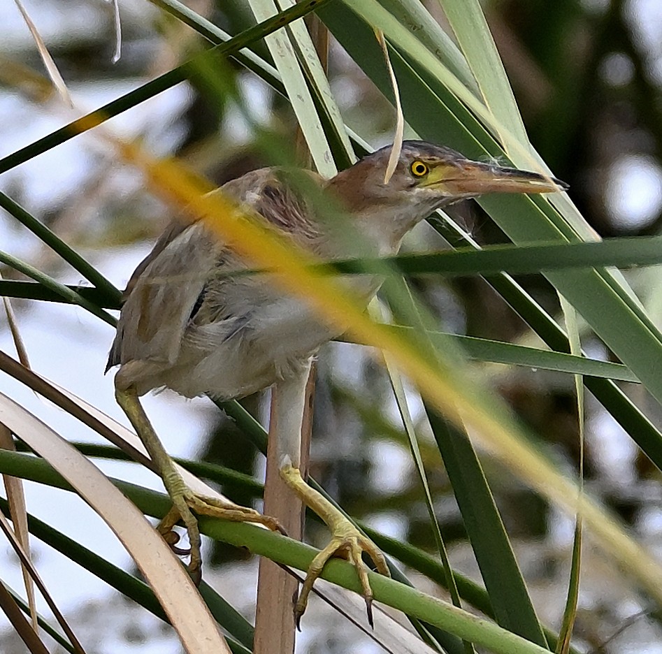 Yellow Bittern - ML643080934