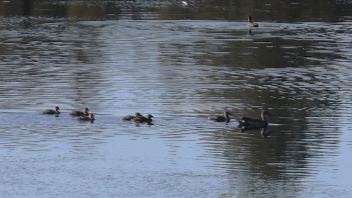 anatidé sp. (canard sp.) - ML643080936