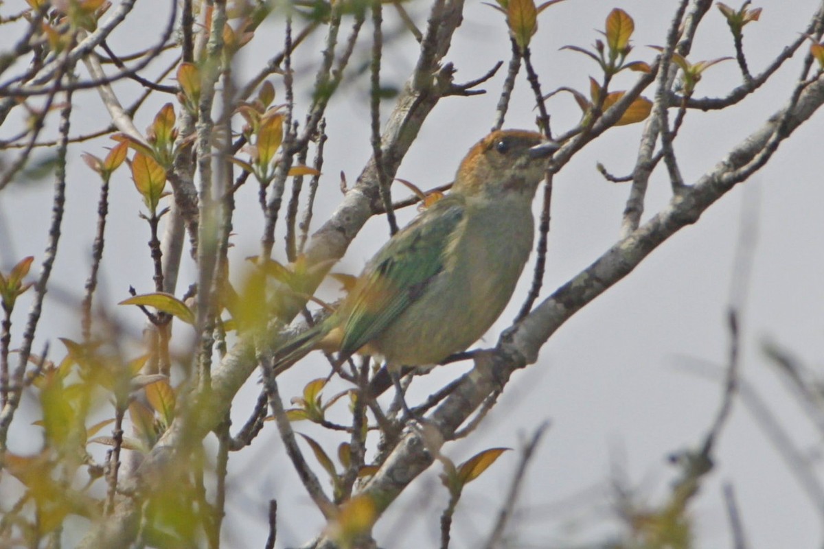 Chestnut-backed Tanager - ML643080940