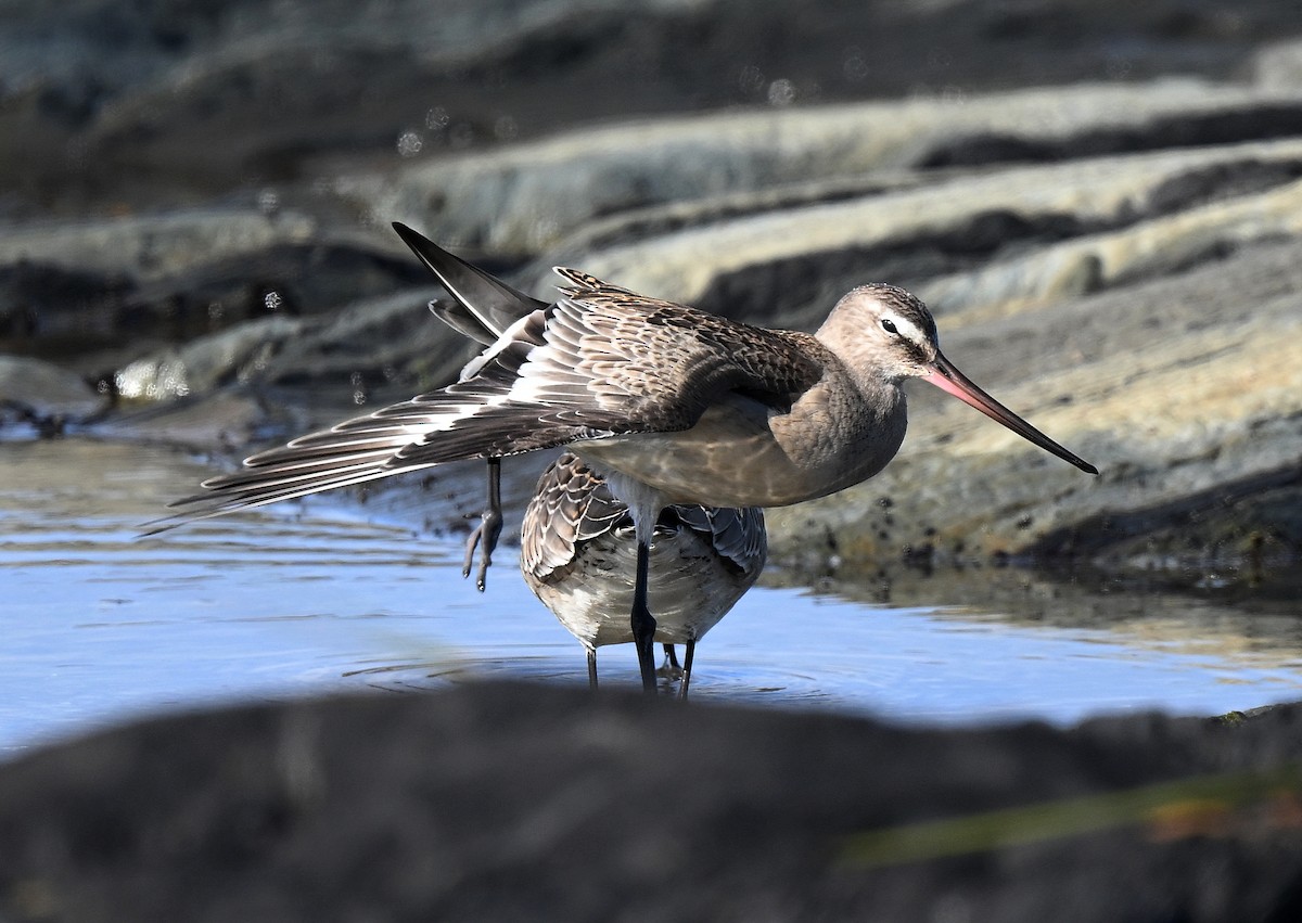 Hudsonian Godwit - ML643080948