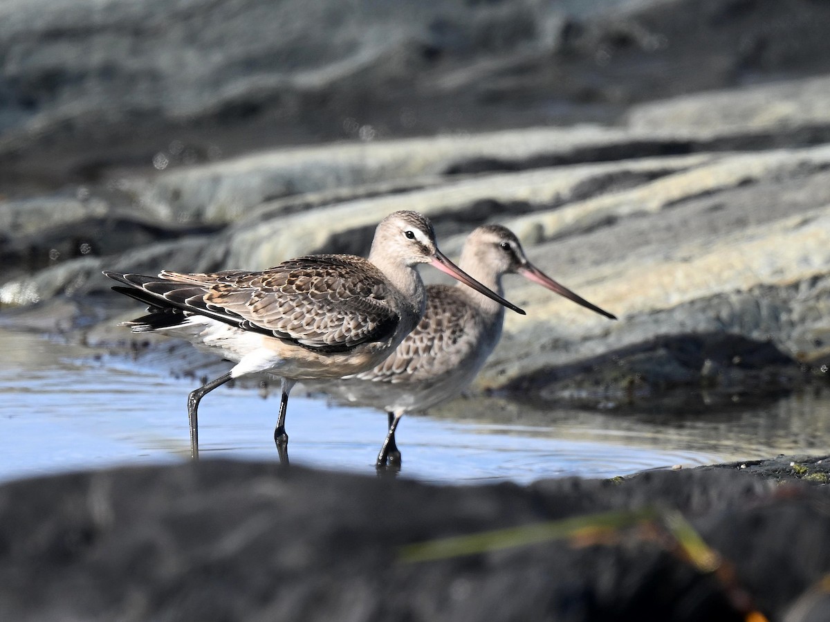 Hudsonian Godwit - ML643080950