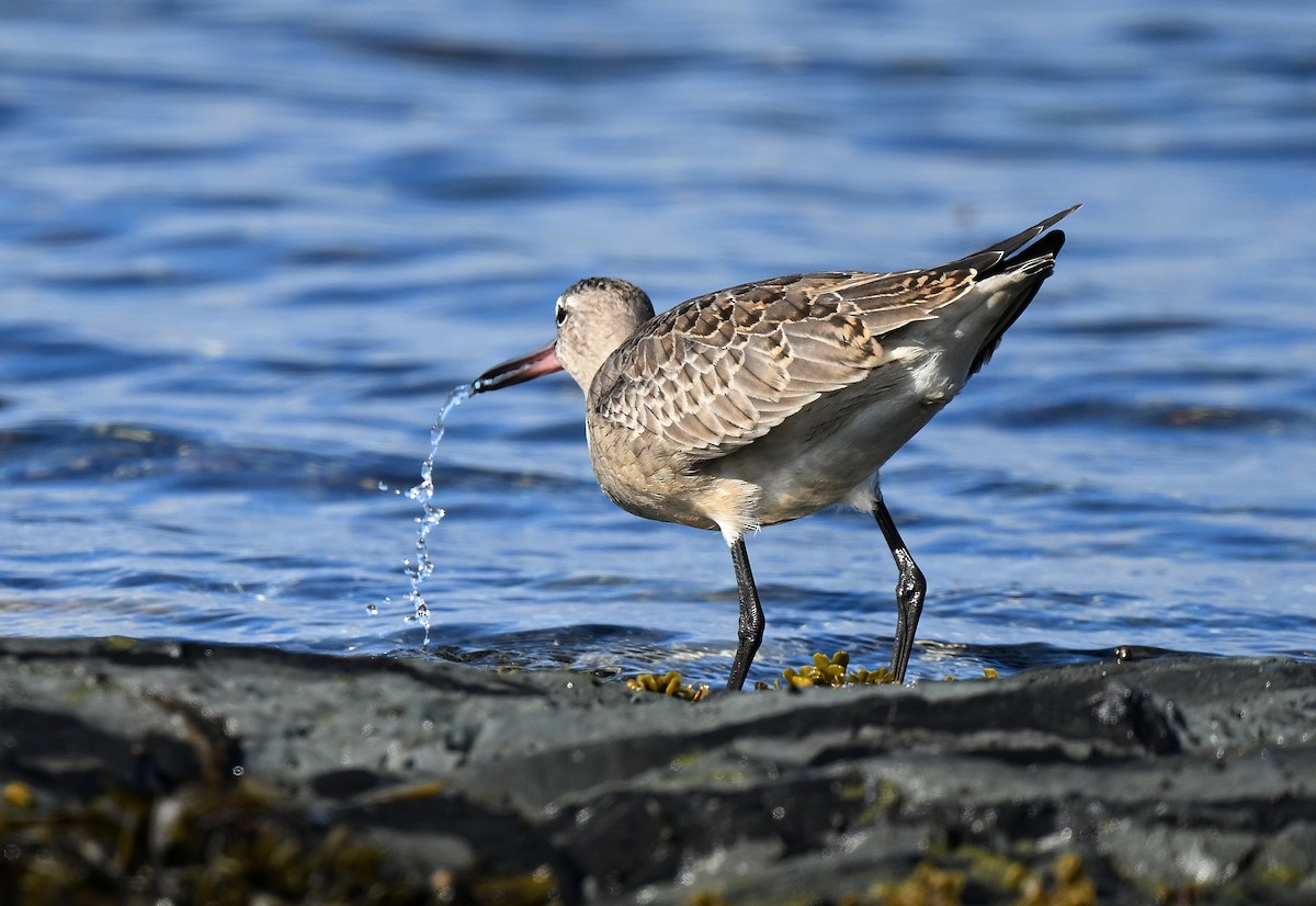 Hudsonian Godwit - ML643080958