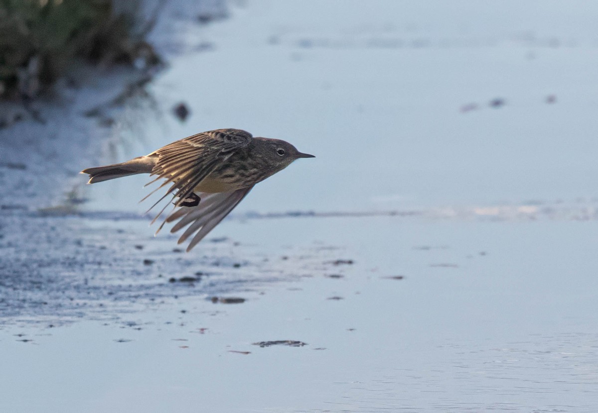 Pipit maritime - ML643080984