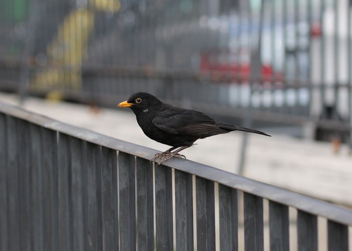 Eurasian Blackbird - ML643080986