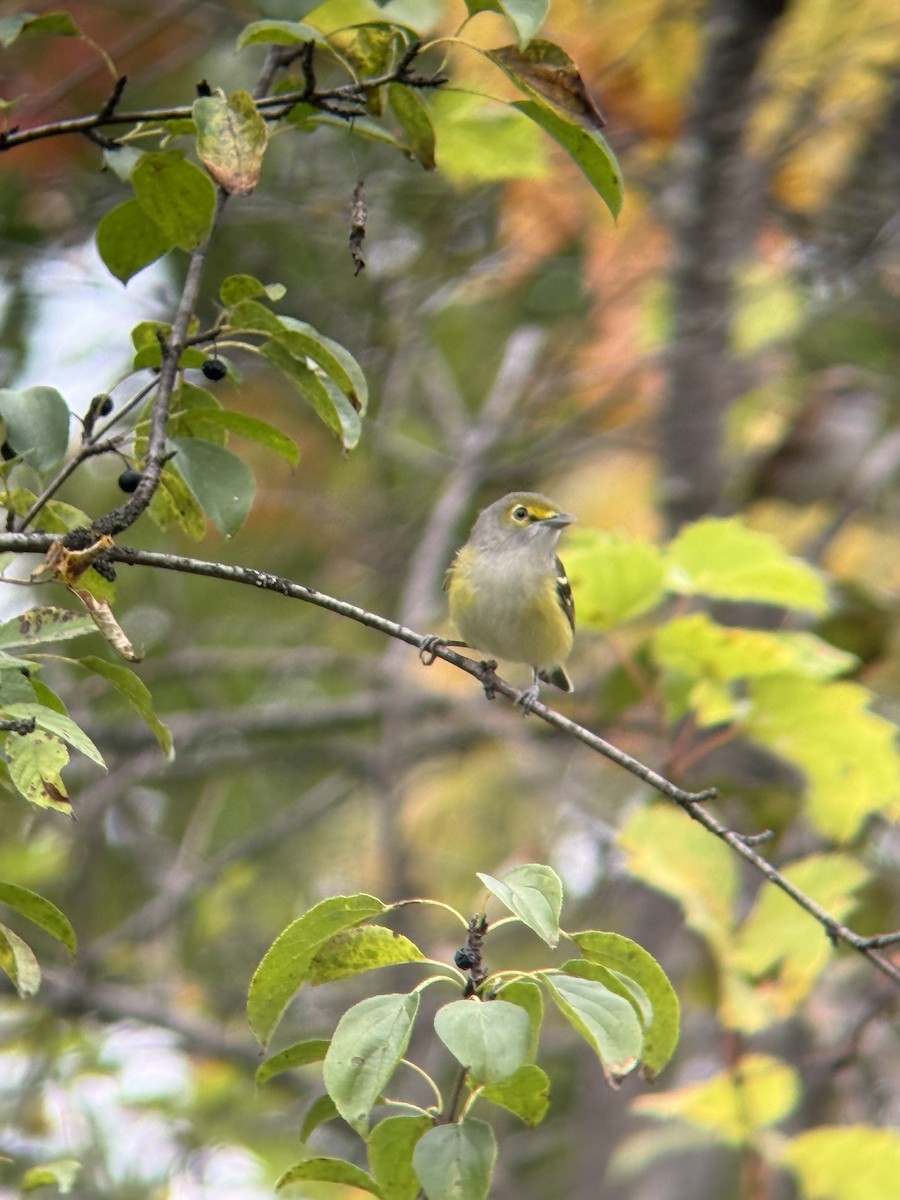 White-eyed Vireo - ML643080990