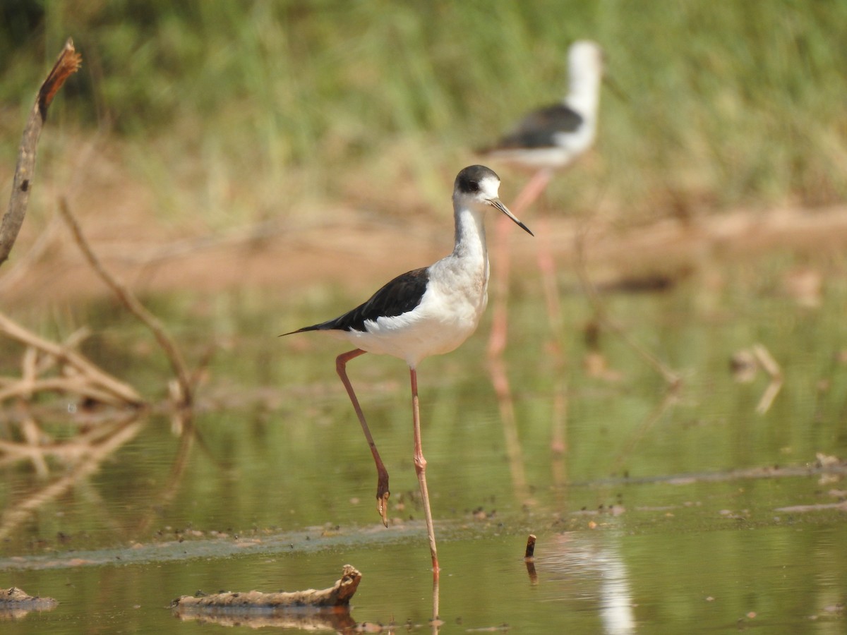 Black-winged Stilt - ML643081005