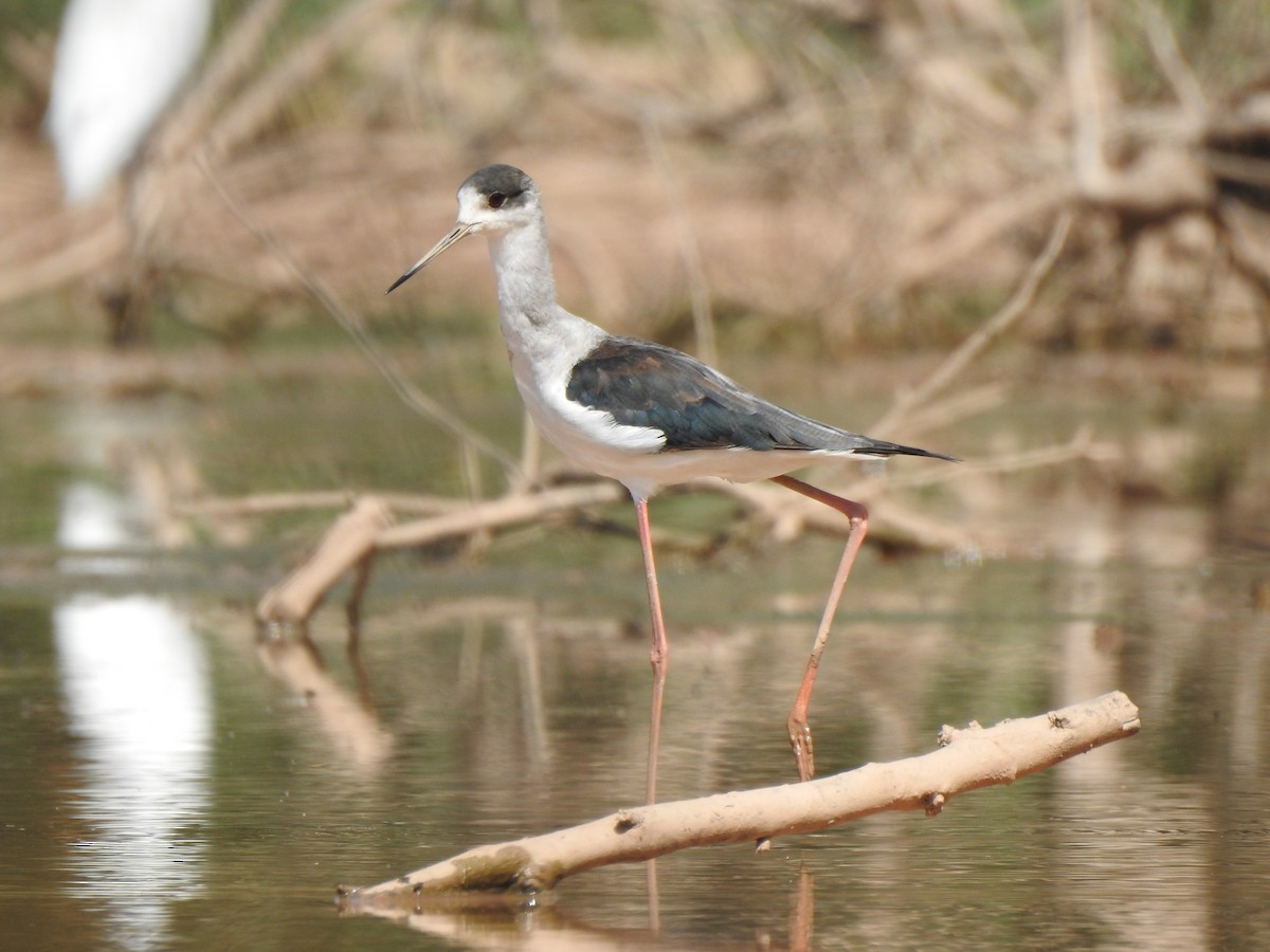 Black-winged Stilt - ML643081007