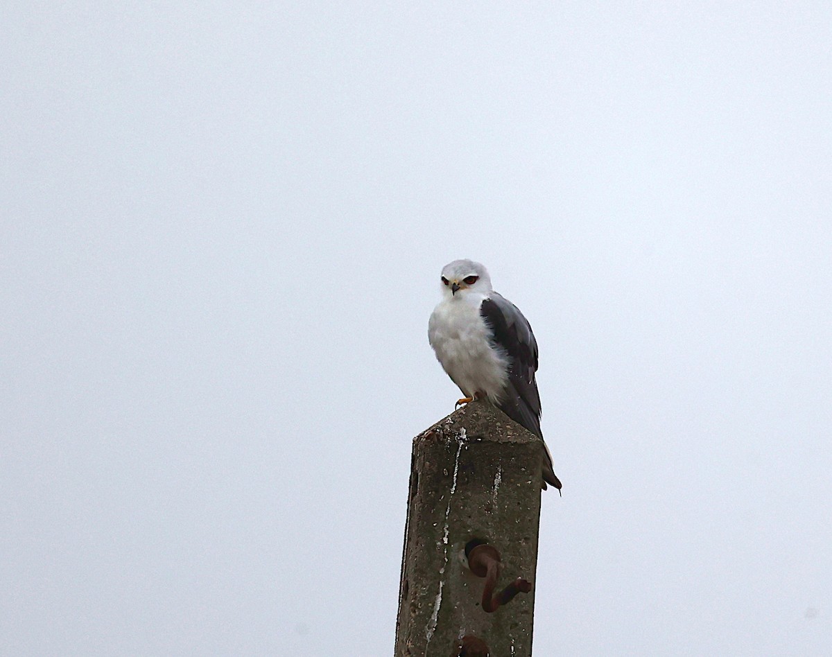 黑翅鳶 - ML643081031