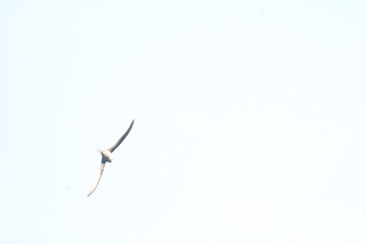 Gray-rumped Treeswift - ML643081034