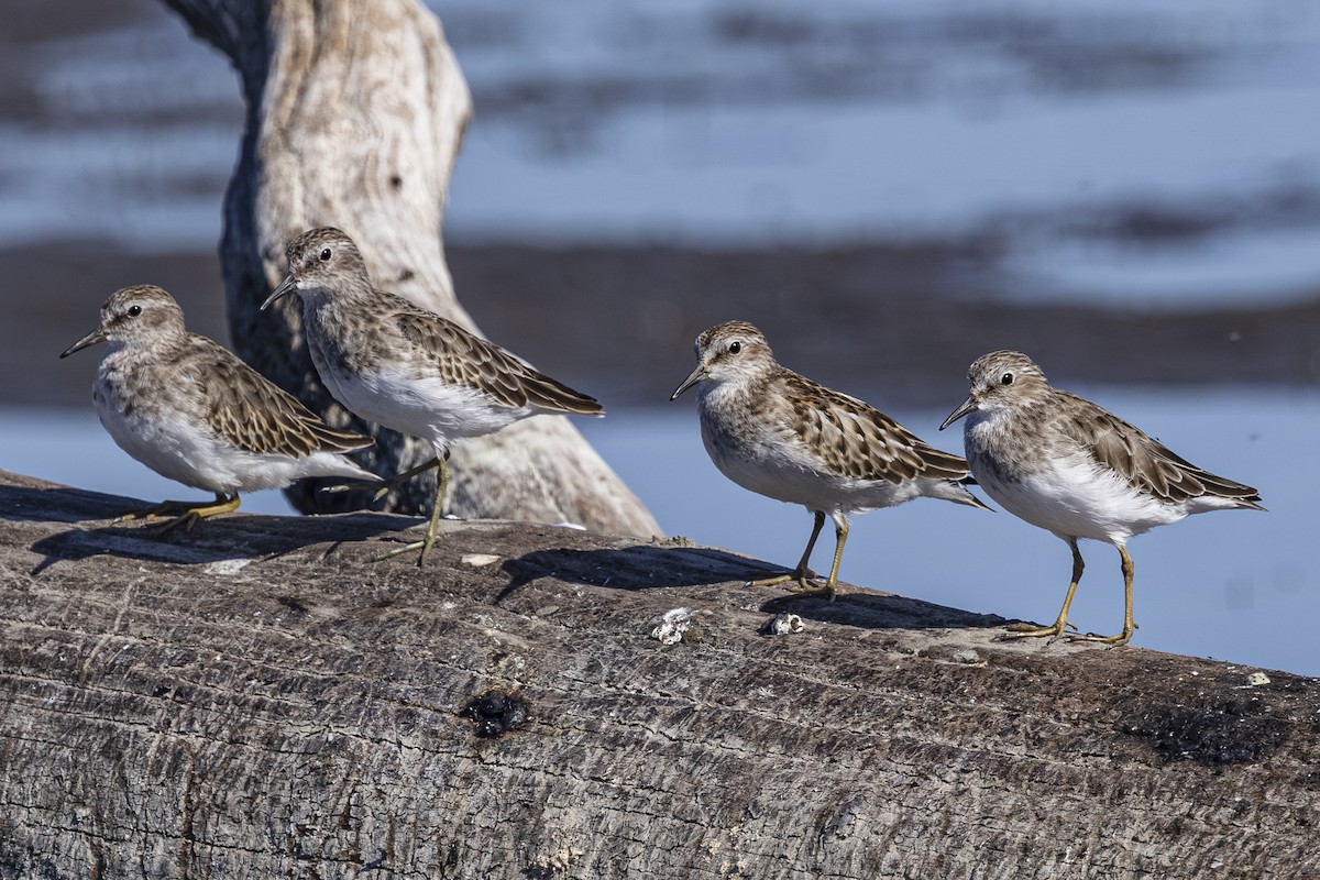 Least Sandpiper - Jef Blake