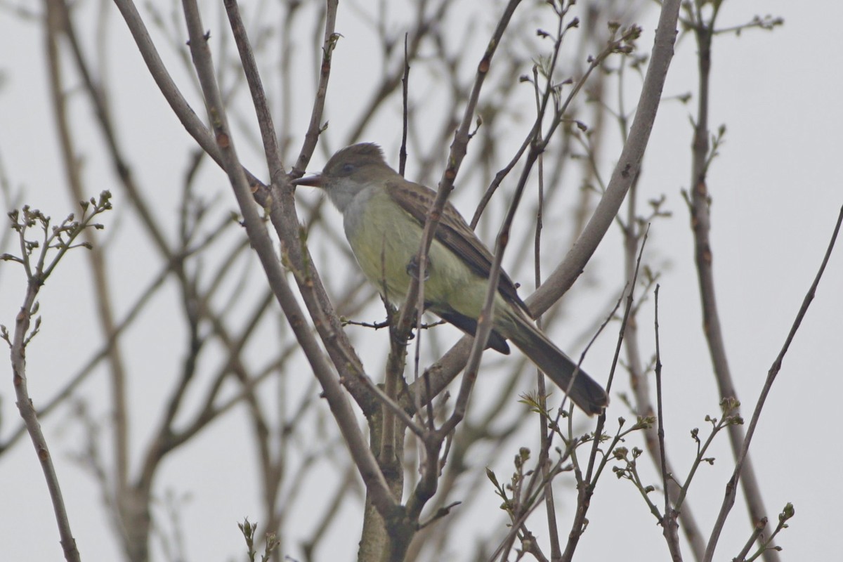 Swainson's Flycatcher - ML643081039