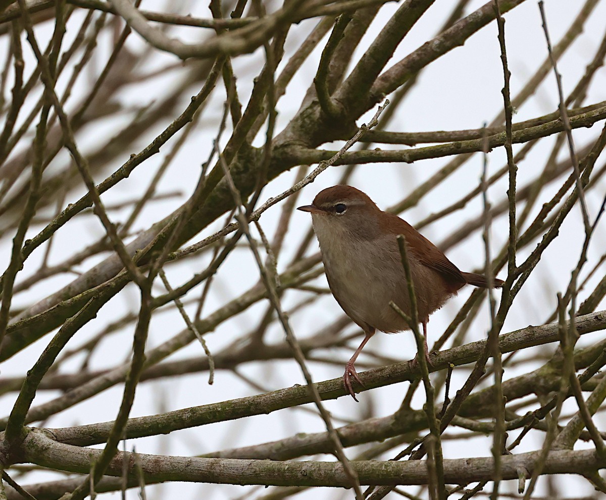 Cetti's Warbler - ML643081049