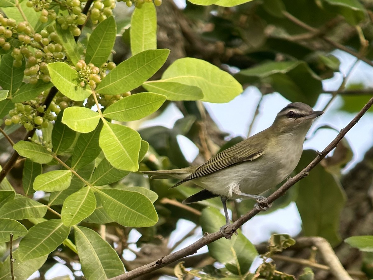 Red-eyed Vireo - ML643081051