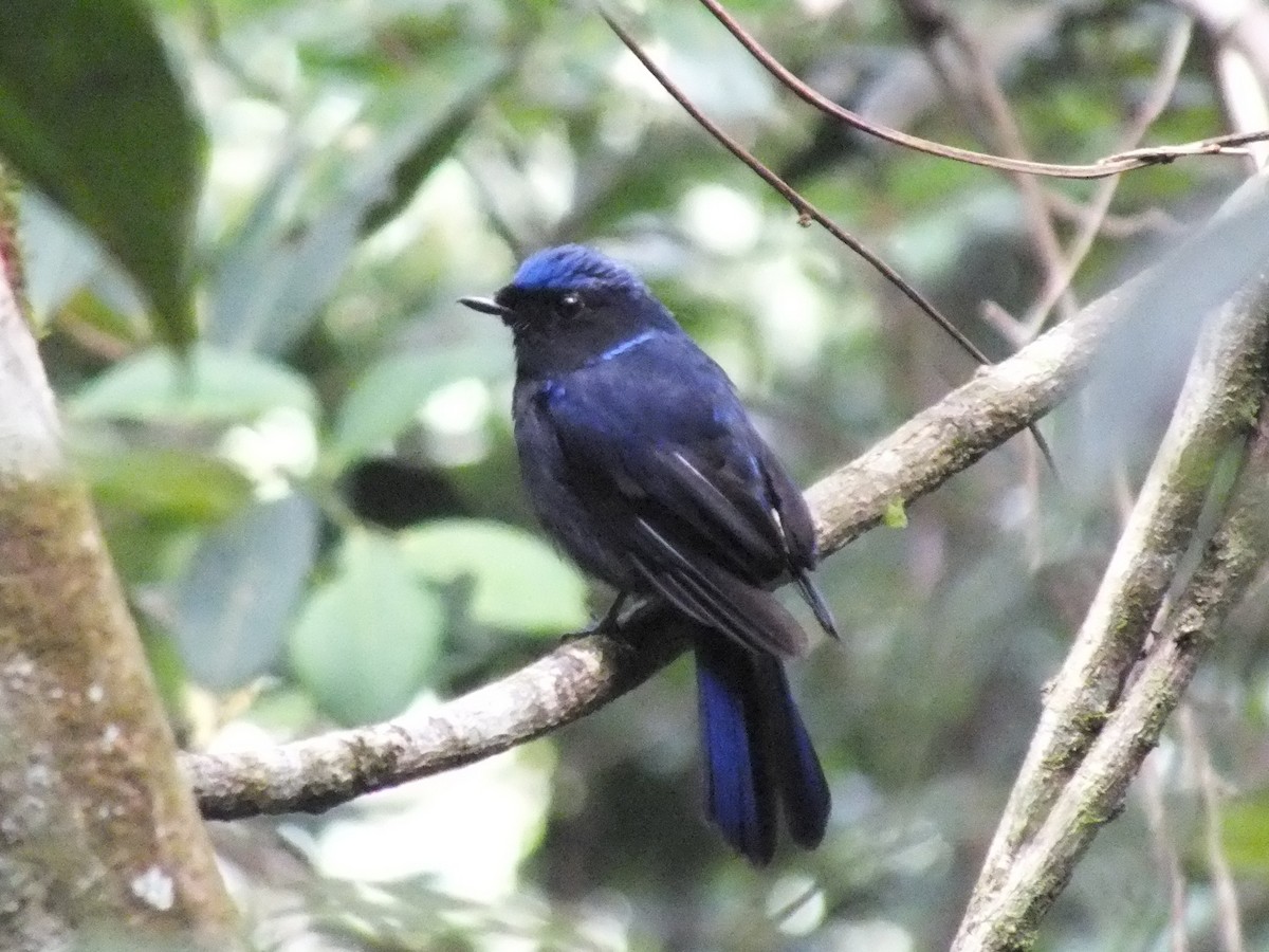 Large Niltava - ML643081060