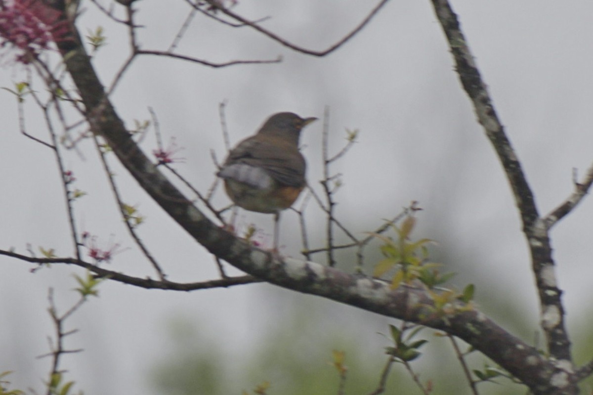White-necked Thrush - ML643081062