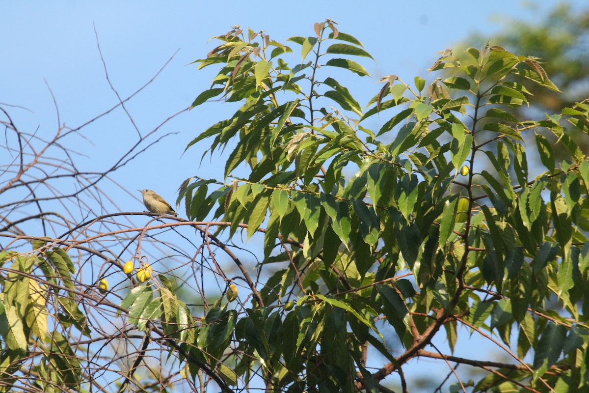 Common Tailorbird - ML643081066