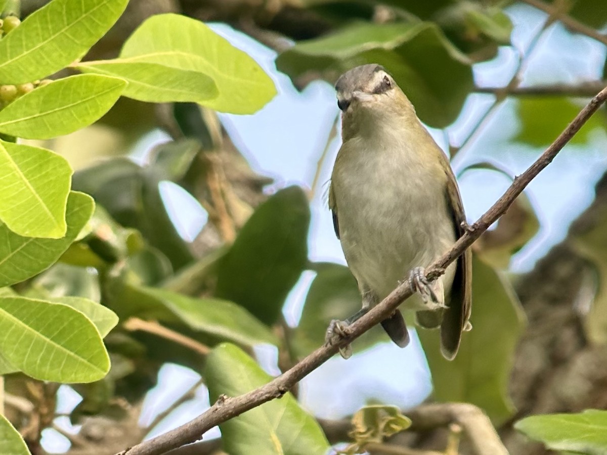 Red-eyed Vireo - ML643081082