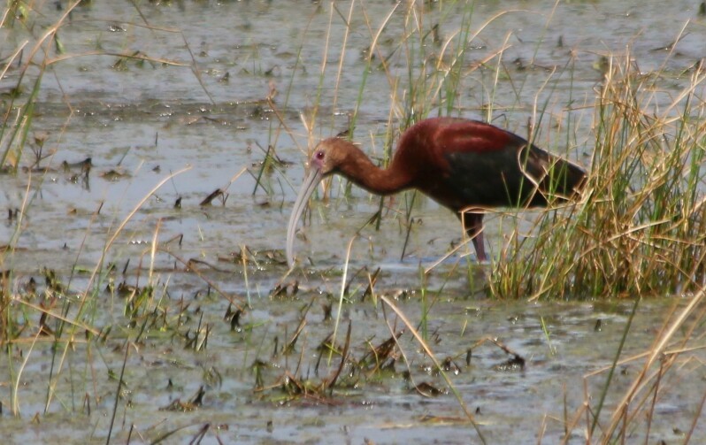 White-faced Ibis - Cory  Norris