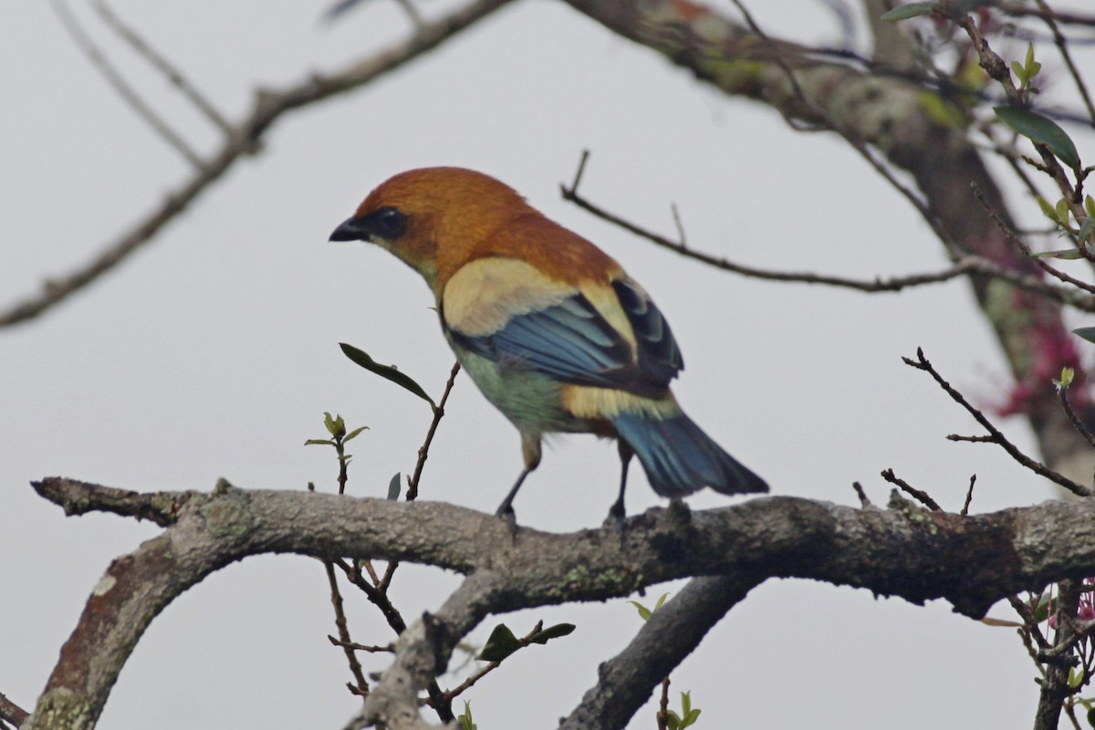 Chestnut-backed Tanager - ML643081111