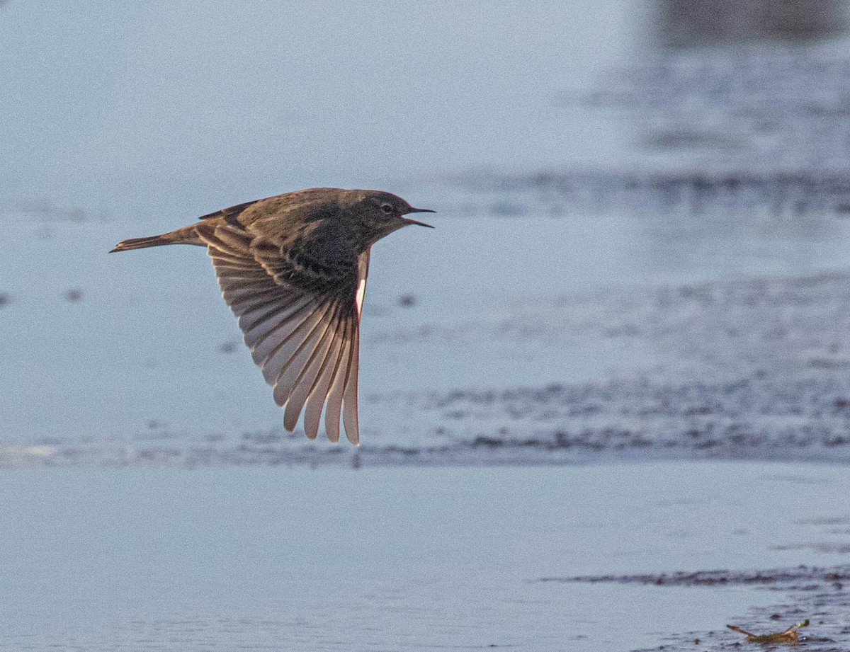 Pipit maritime - ML643081148