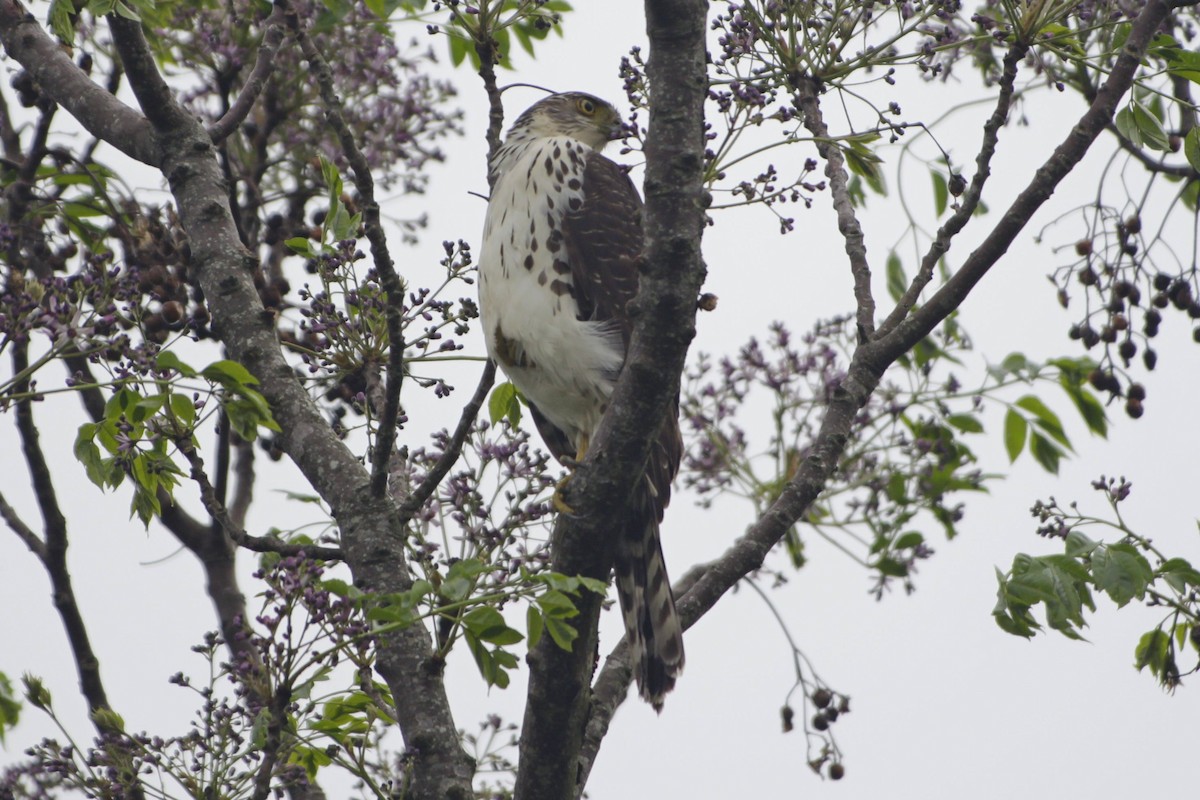 Bicolored Hawk - ML643081156