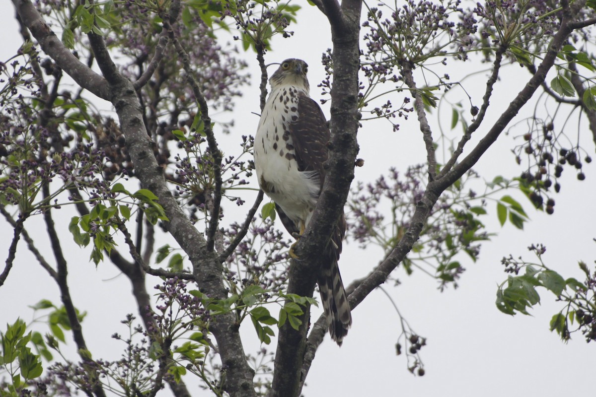 Bicolored Hawk - ML643081157