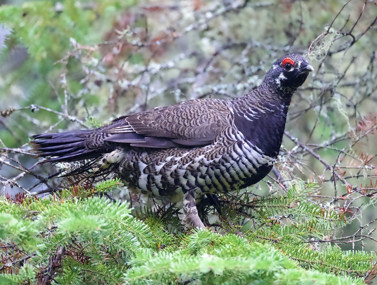 Spruce Grouse - ML643081168