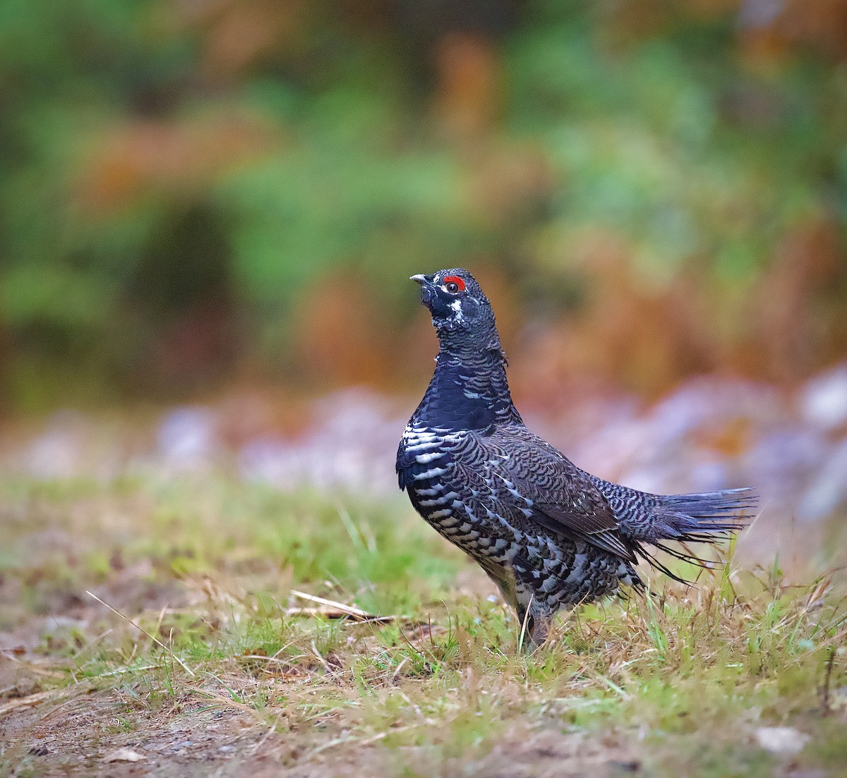 Spruce Grouse - ML643081169