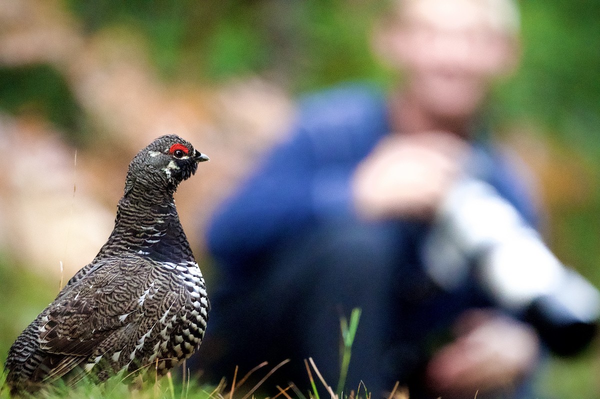 Spruce Grouse - ML643081171