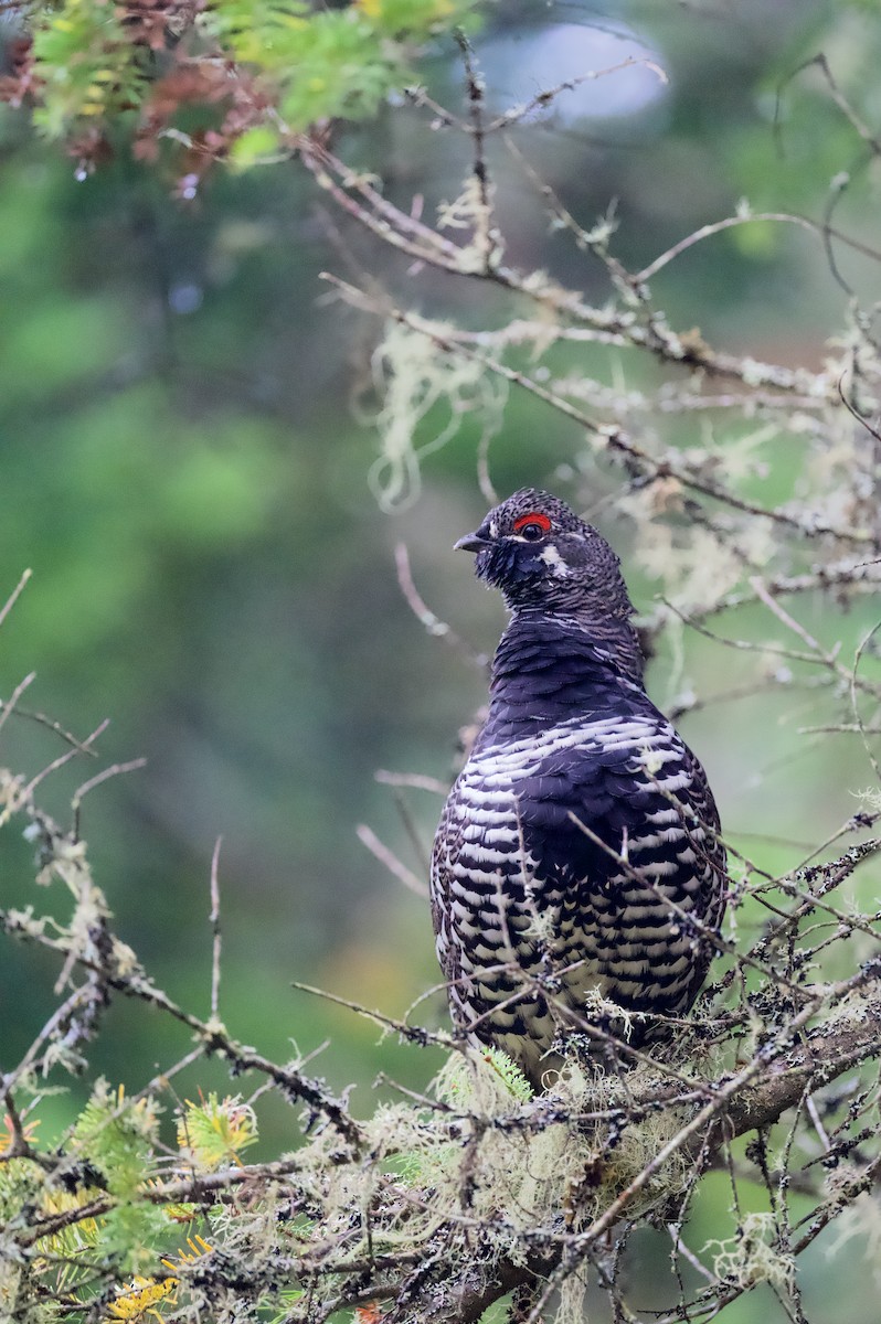 Spruce Grouse - ML643081172