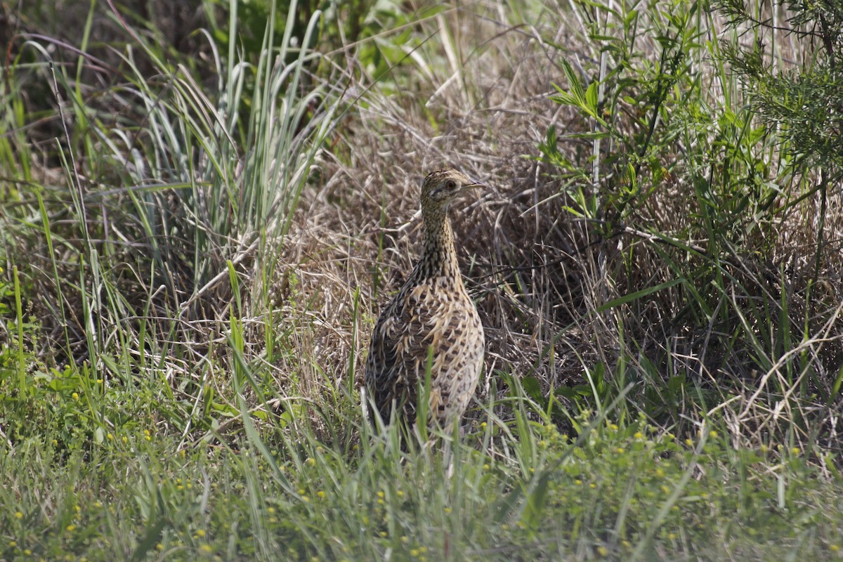 Spotted Nothura - ML643081173