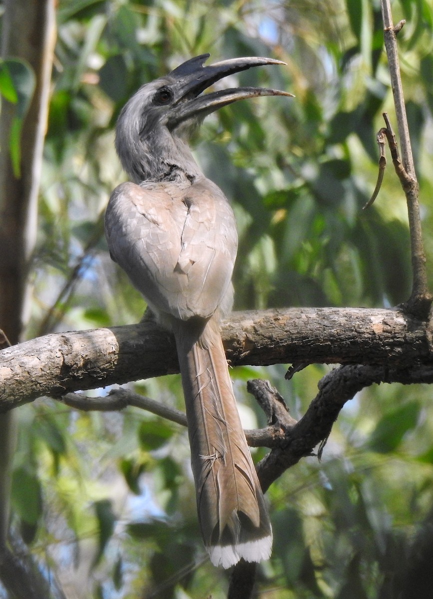 Indian Gray Hornbill - ML643081174