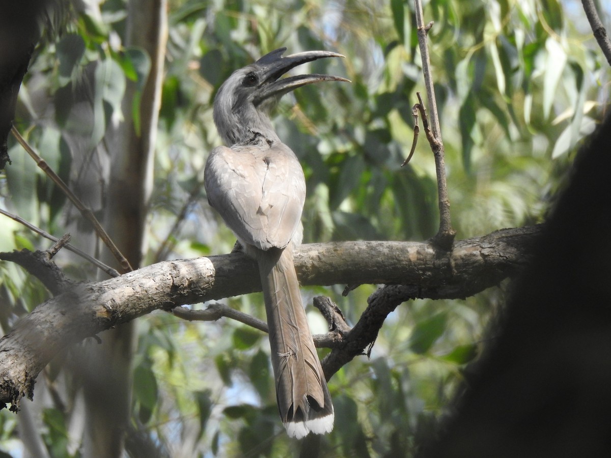 Indian Gray Hornbill - ML643081175