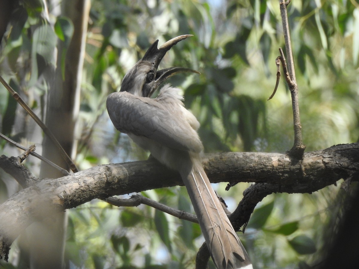 Indian Gray Hornbill - ML643081176