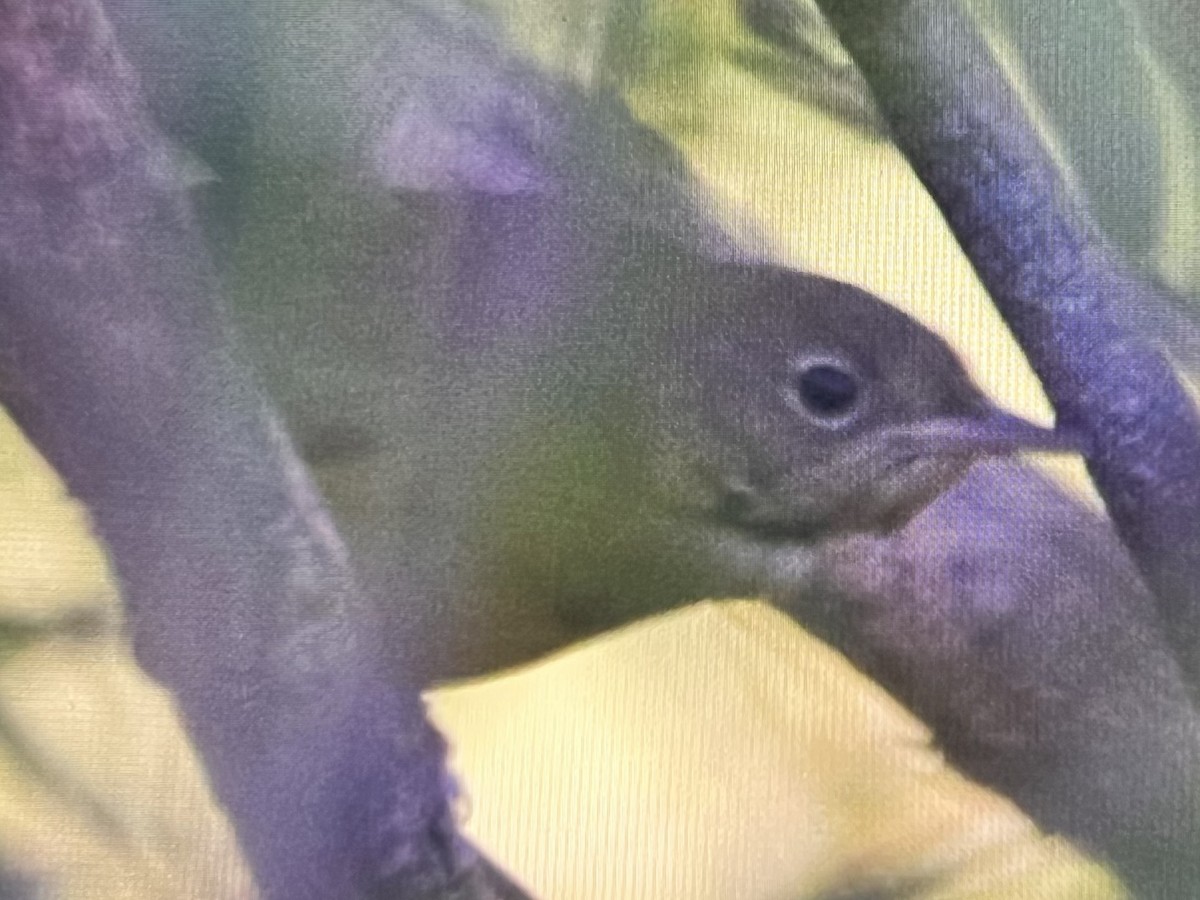 Connecticut Warbler - ML643081193