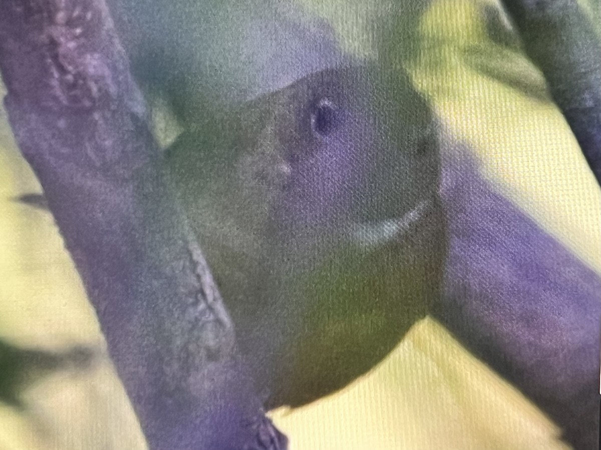 Connecticut Warbler - ML643081194