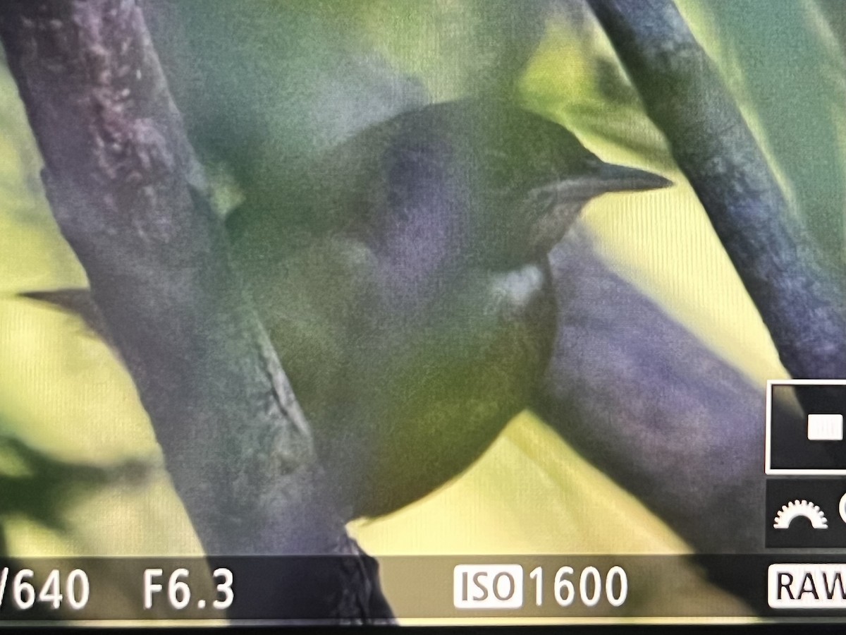 Connecticut Warbler - ML643081195