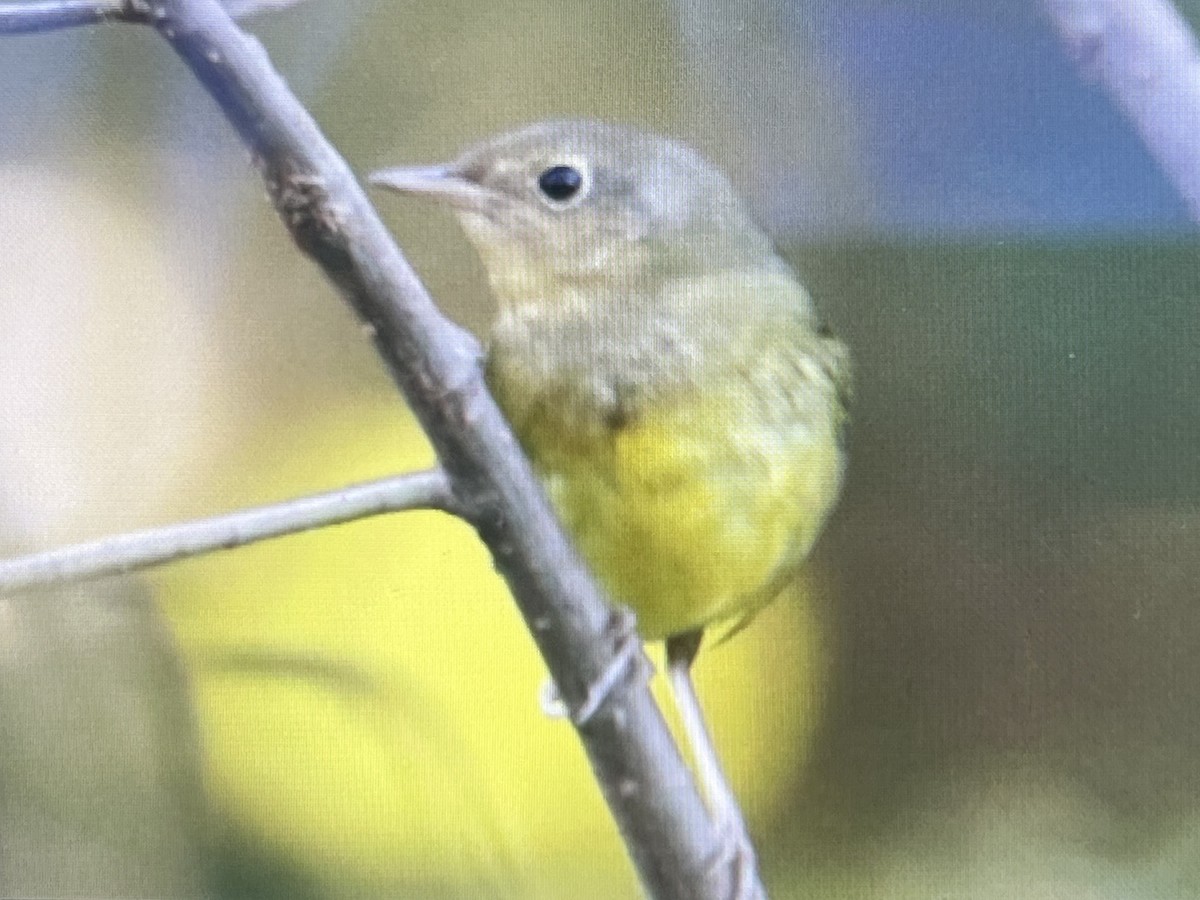 Connecticut Warbler - ML643081196