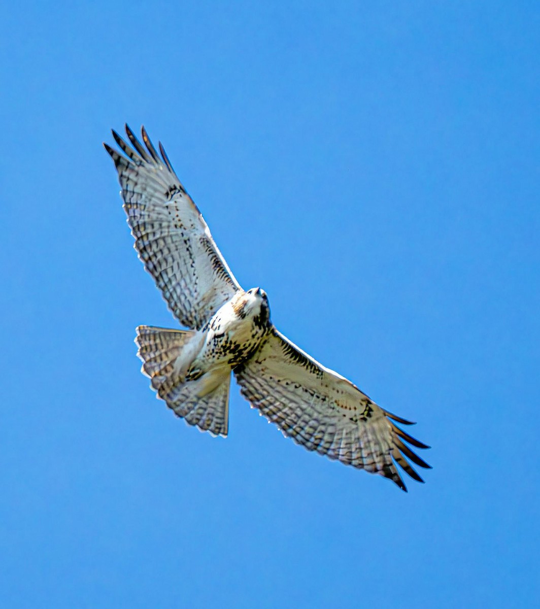 Red-tailed Hawk - ML643081226